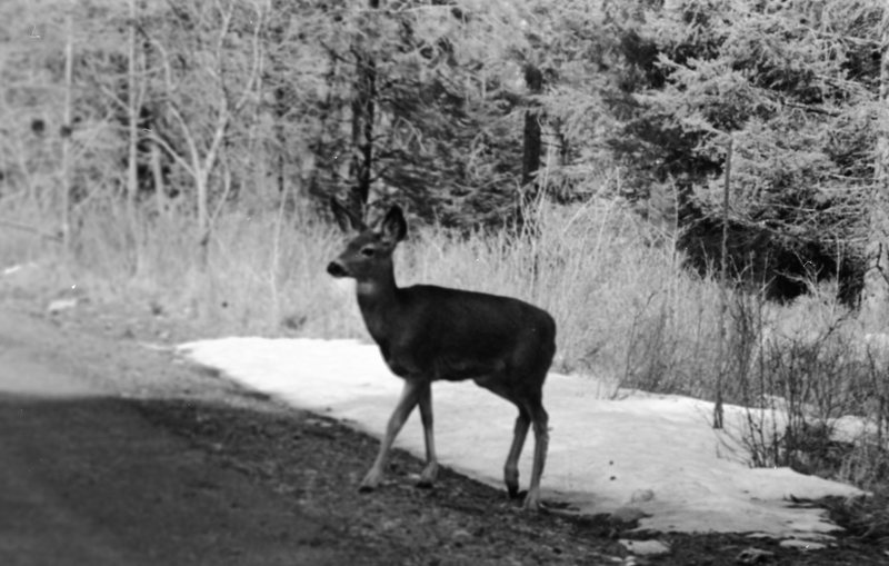 1988 Deer