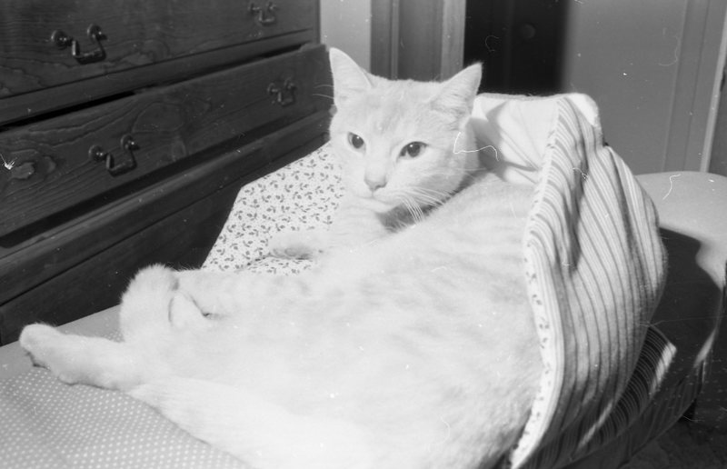 1982 Cat 01