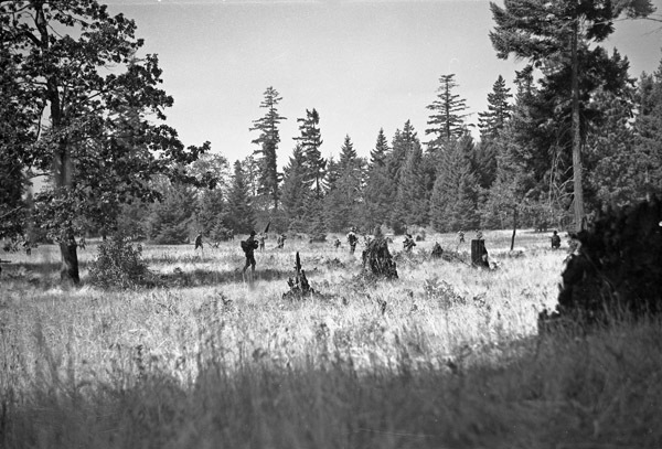 A heavily wooded area. Multiple soldiers can be seen walking among the trees.