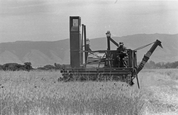 Island City, Wheat Combining 3