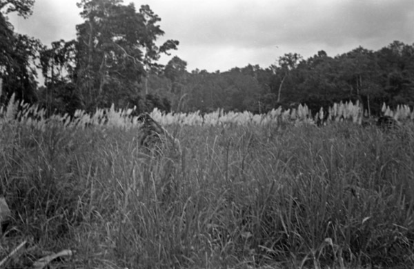 Kunai Grass 6