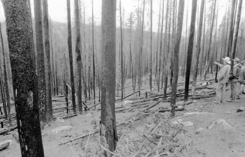 1987 Field Trip, Forest 14