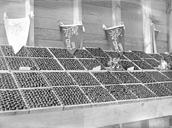 Cove, Cherry Fair Display 20