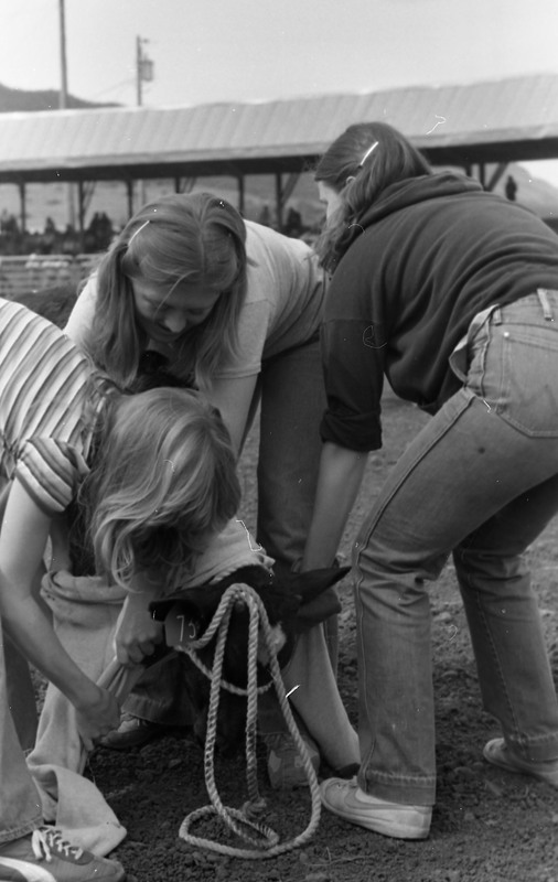 1981 Rodeo, Calf Dressing 06