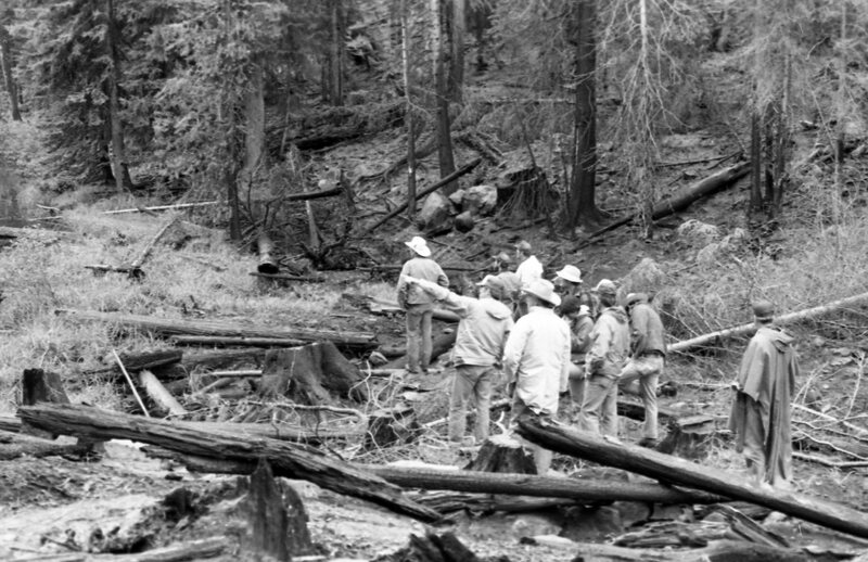 1987 Field Trip, Forest 22