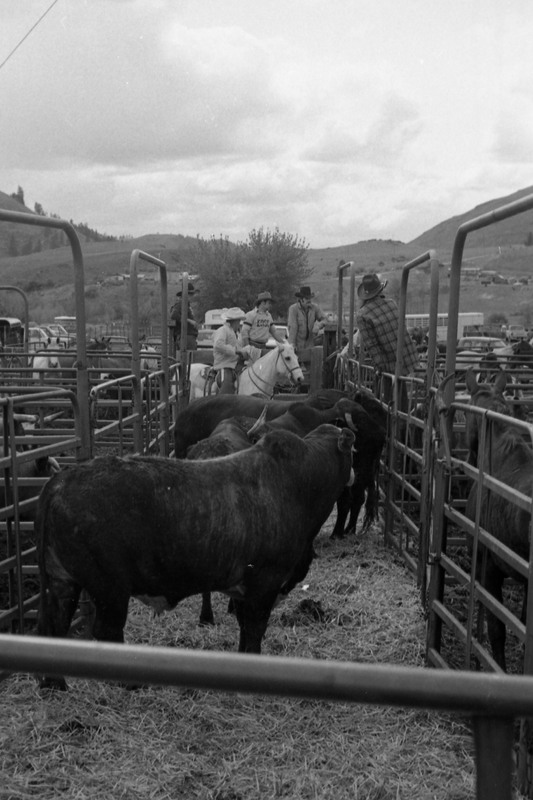 1984 Rodeo, Bulls