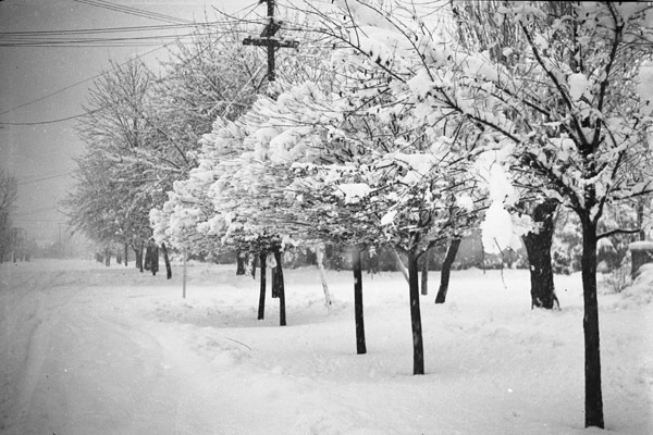 Snow Covered Trees
