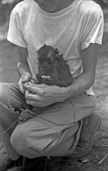 A monkey, named Jocko, sitting a squatting man's lap. The monkey his holding some food.
