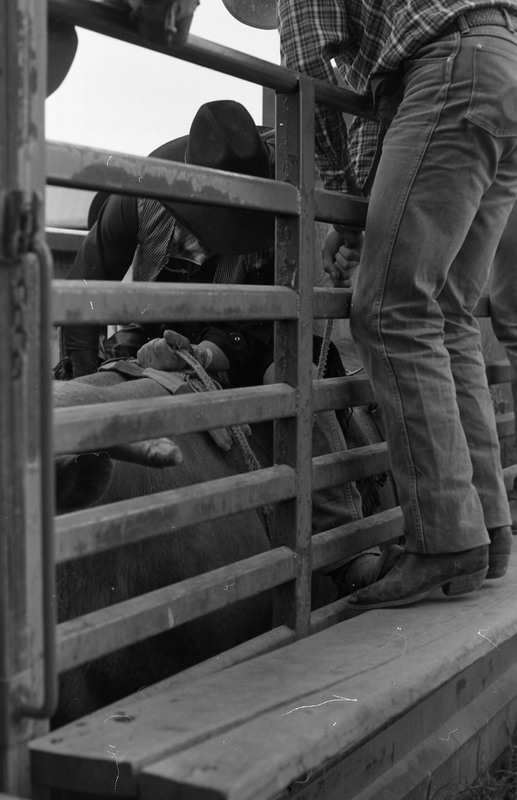 1981 Rodeo, Cowboys in Chute 08