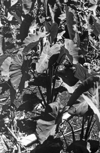 Finchhaffen Taro Plants