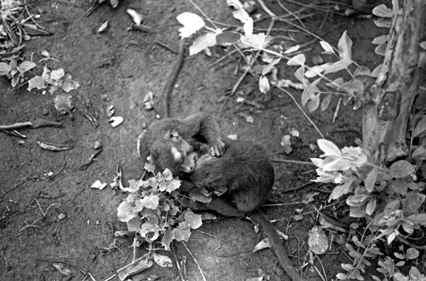 A monkey, named Jocko, laying on the ground wrestling or playing with another monkey.