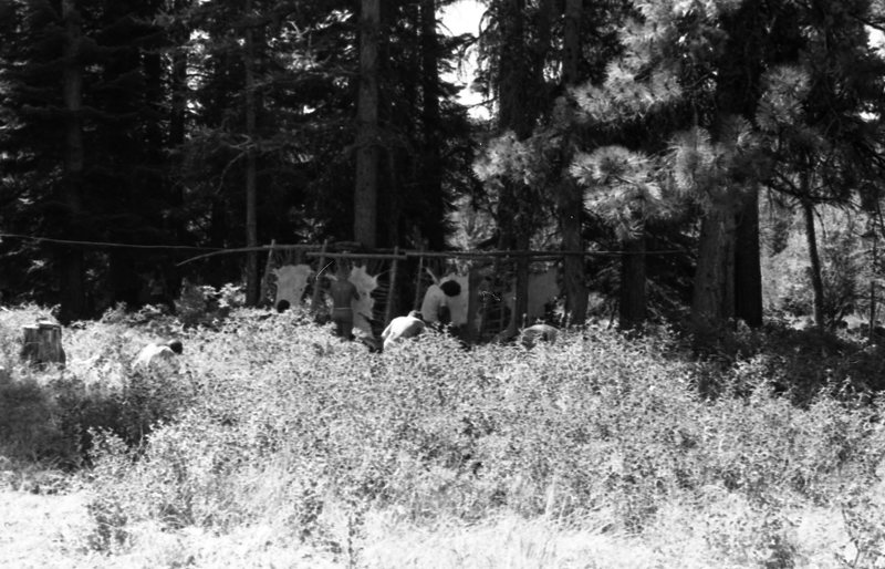 1981 Wallowa Mt. Field Station 27