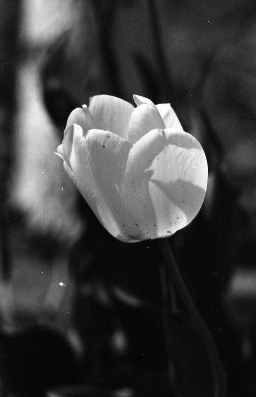 1978 Flower, Tulip