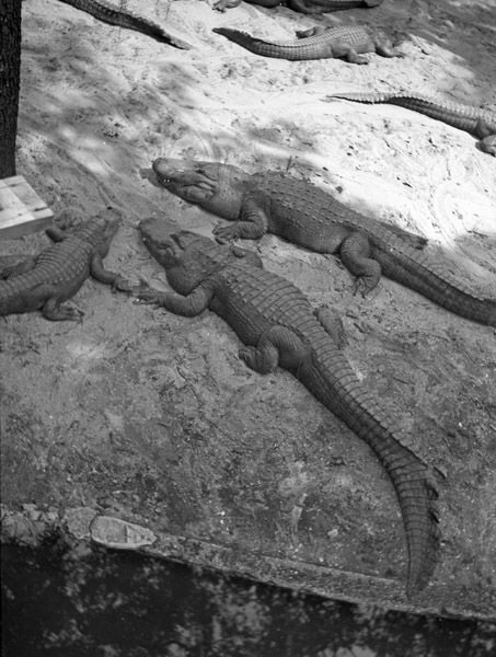 St. Augustine 26