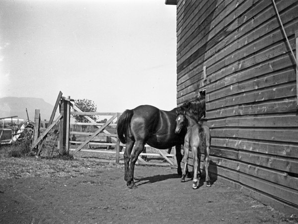 Union, Horses 2