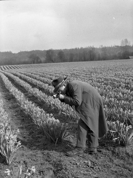 Farm, Daffodils 9