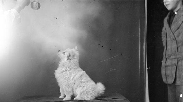 Portrait - Dog