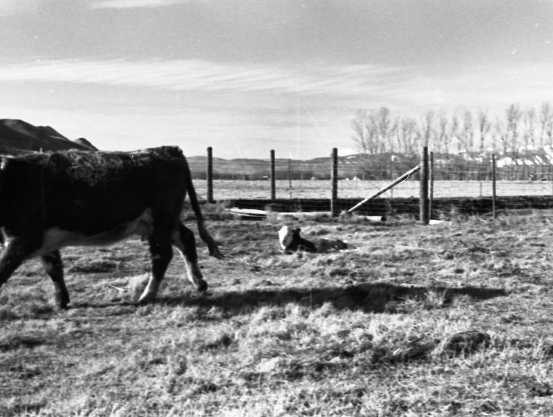 1978 OSU Union Experimental Field Station, Livestock 07<br /><br />
<br /><br />