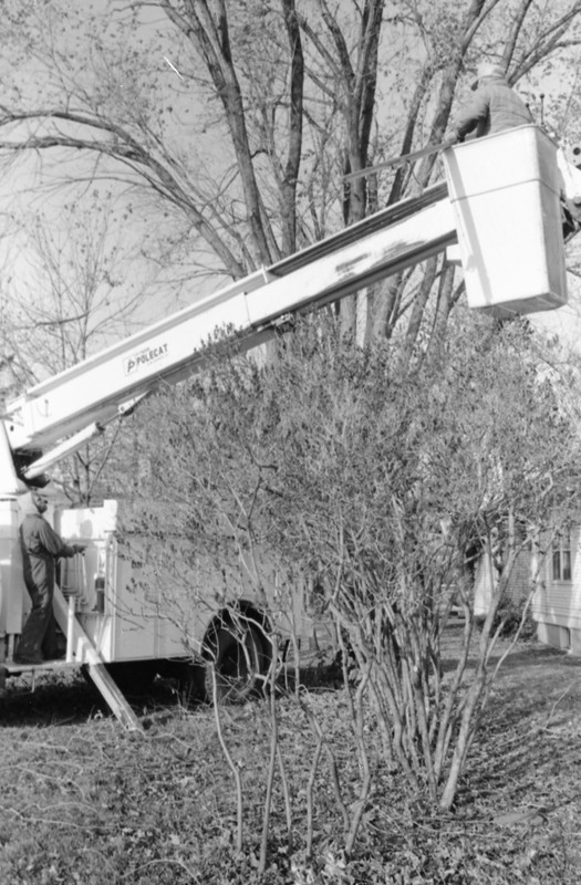 1988 Employee, Tree Trimming 10