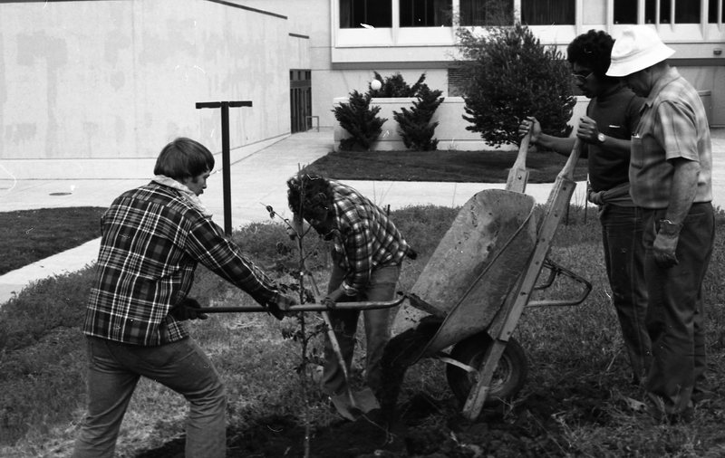 1981 Campus Tree Plantings 13