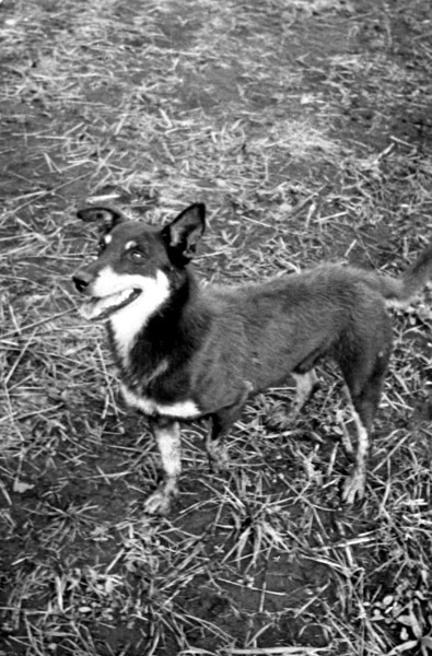 Dog 2