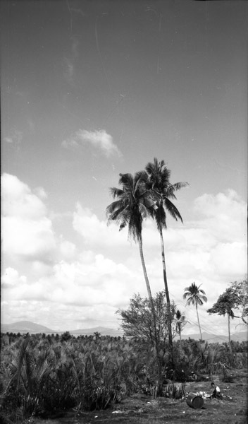 Palm Trees Support Phone Lines