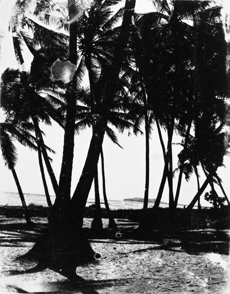 Art, Palm Trees