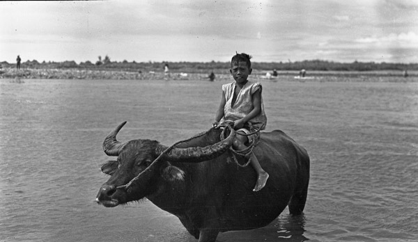 Binmaley Local &amp; Carabao 1