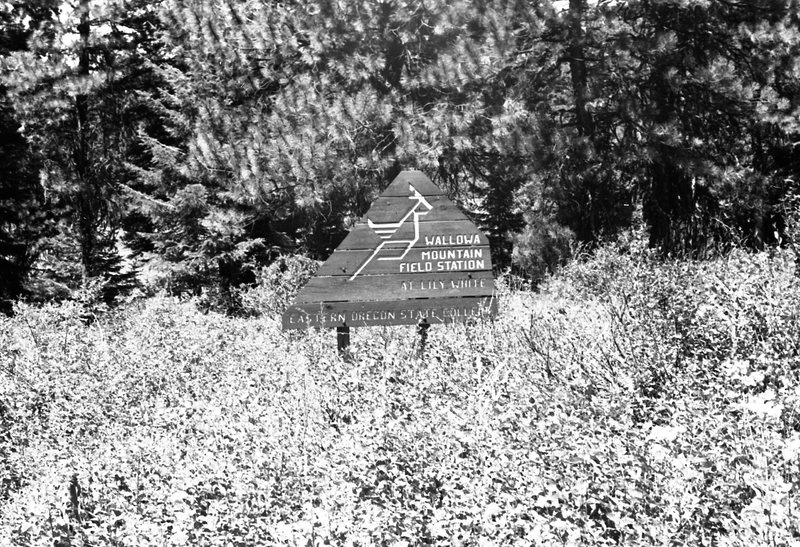 1981 Wallowa Mt. Field Station 51