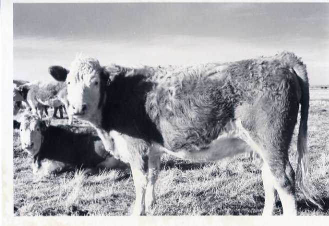 1978 OSU Union Experimental Field Station, Livestock 05