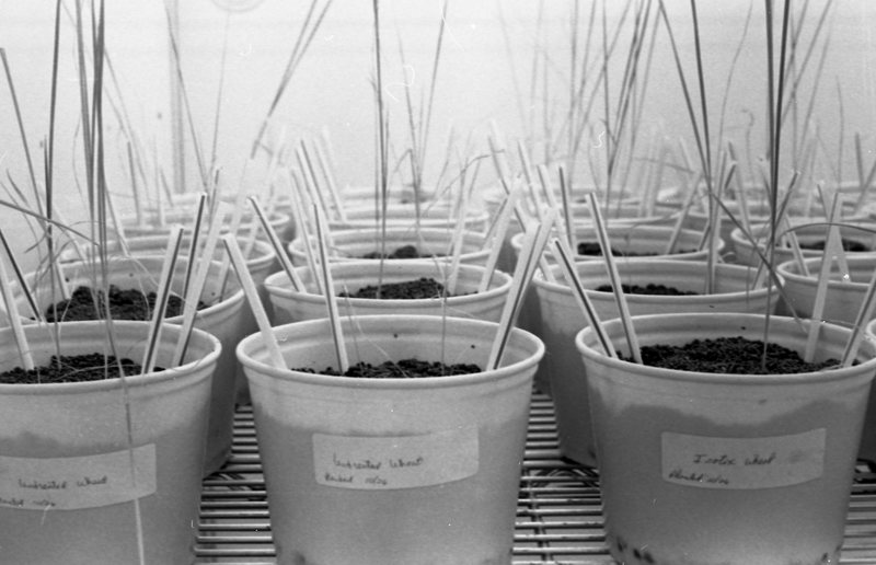 1979 Agriculture, Range Study 13