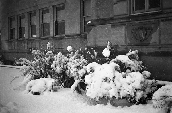 Snow Covered Bushes