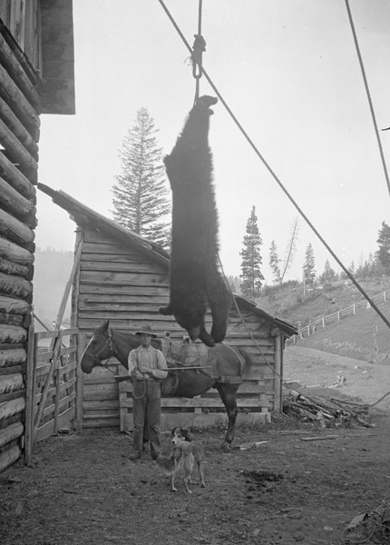 Oregon, Bear Hunting