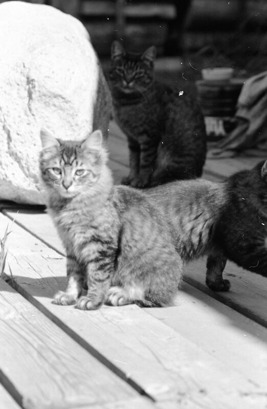 1985 Kittens 02