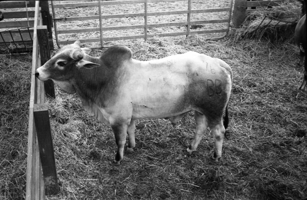 California, Stock Show 3