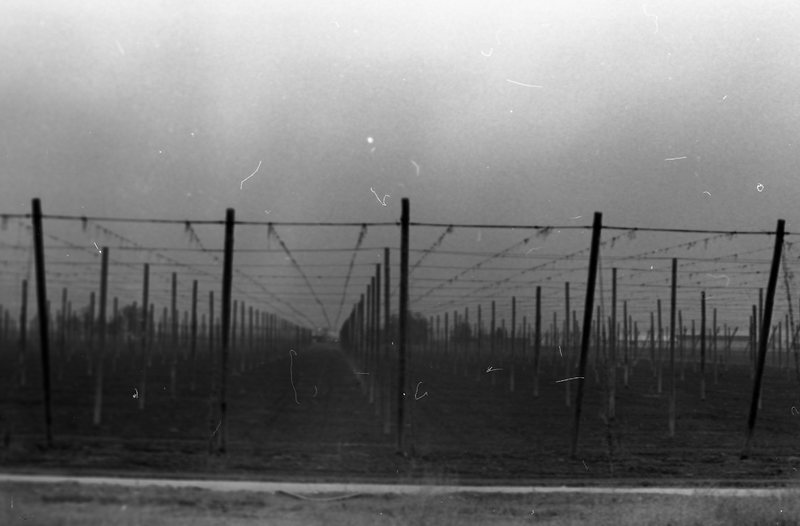 1980 Agriculture, Hops Field 01