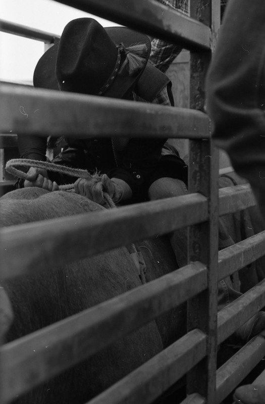 1981 Rodeo, Cowboys in Chute 09