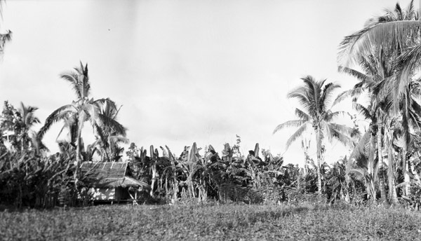 Leyte Local Houses 5