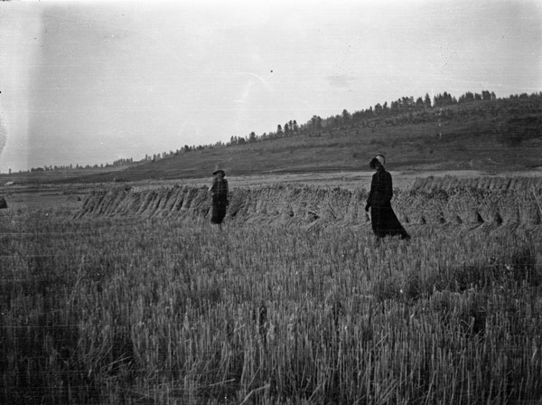 Farm, Bound Wheat