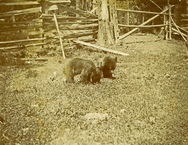 Union, Bear Cubs