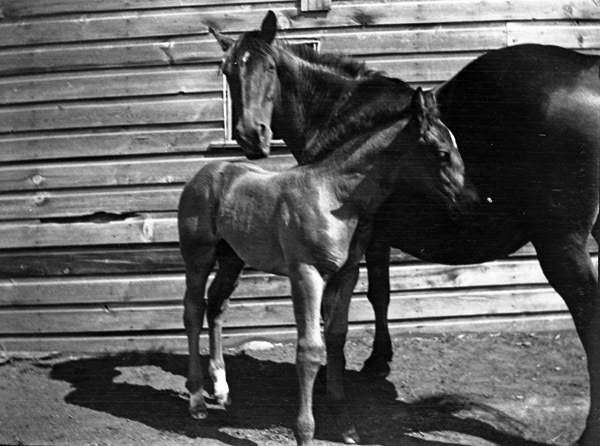 Union, Horses 1
