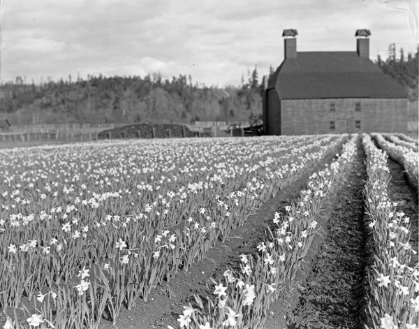 Farm, Daffodils 1