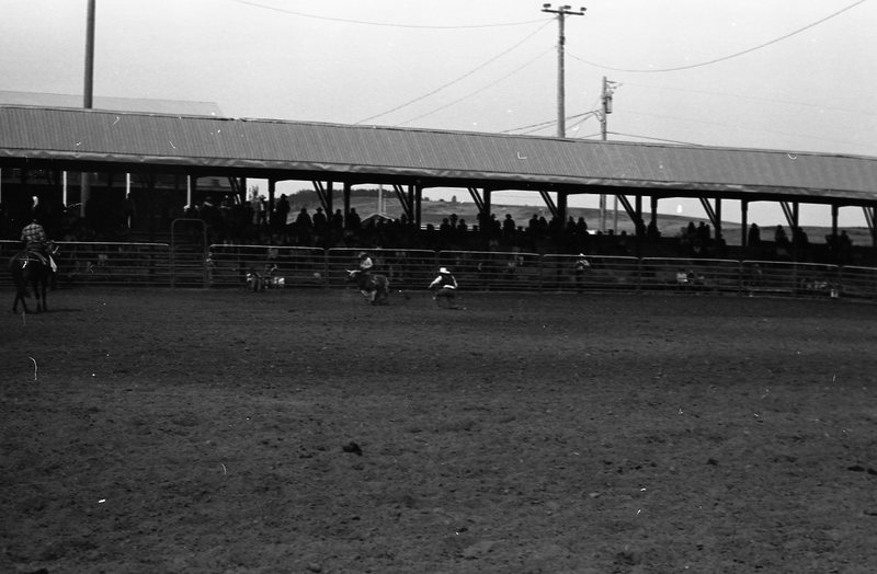 1981 Rodeo, Bulldogging 05
