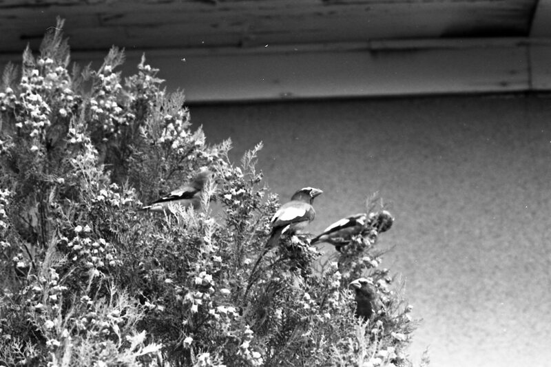 1977 Birds, Migratory 02