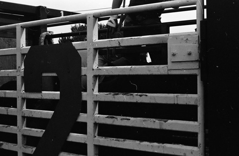 1981 Rodeo, Cowboys in Chute 11