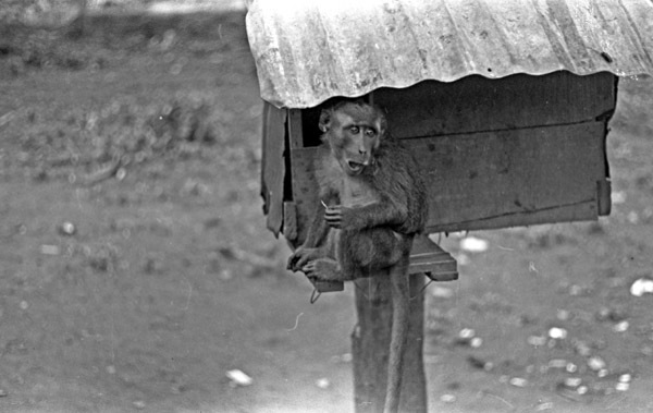 A monkey, named Jocko, sitting on a ledge of a small habitat that is raised off of the ground by a wooden pole.