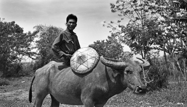 Binmaley Local &amp; Carabao 3