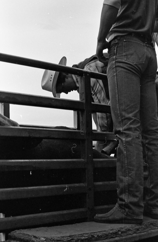 1981 Rodeo, Cowboys in Chute 03