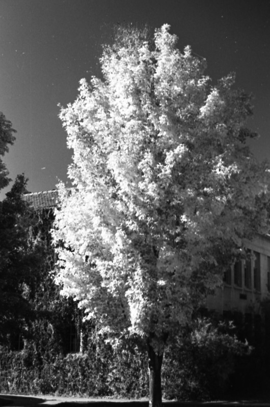 1977 Campus Tree 5