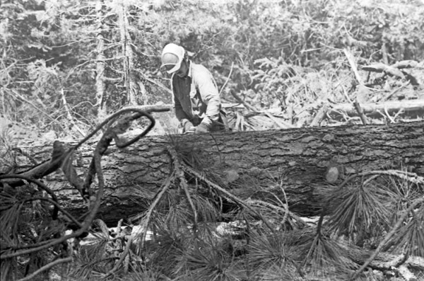 California, Sierras Logger 3